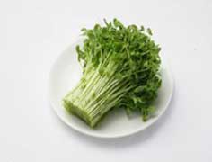 豆苗